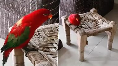 Parrot Screams 'Mummy' Like a Small Kid; Viral Video Will Make You Laugh Insanely!